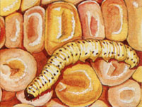 
European corn borer.

